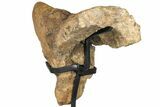 Triceratops Nose Horn - Bowman, North Dakota #131351-6